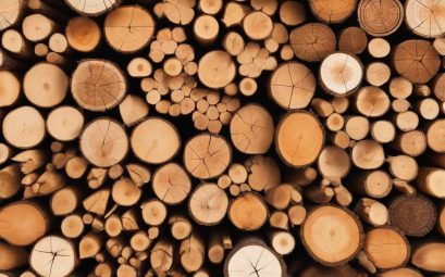 Wood species selection - Can AI Really Democratize Wood Species Selection Under $200?